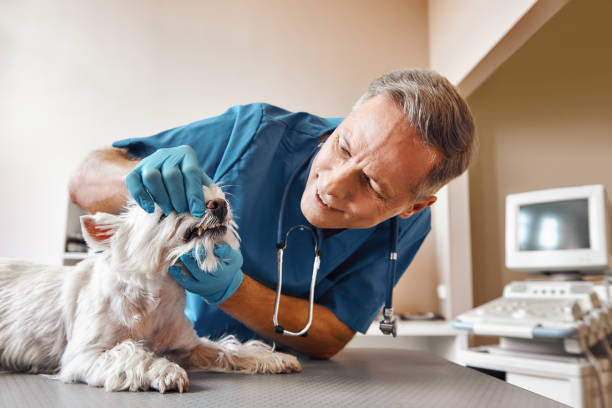 Best Emergency Dentist for Lost Fillings or Crowns in Osborne, KS